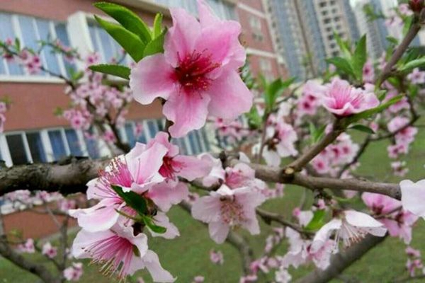 四川护理职业学院校园景色